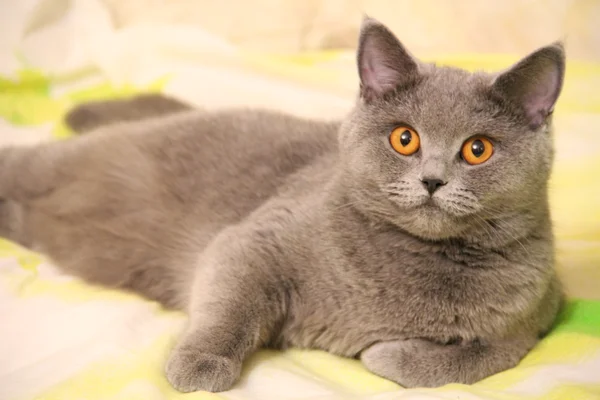 Pretty little kittens. Fluffy friend. Downy british kitten. Scottish fold. Gorgeous British Cat. — Stock Photo, Image