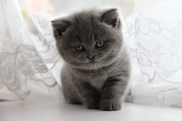 Pretty little kittens. Fluffy friend. Downy british kitten. Scottish fold. Gorgeous British Cat. — Stock fotografie