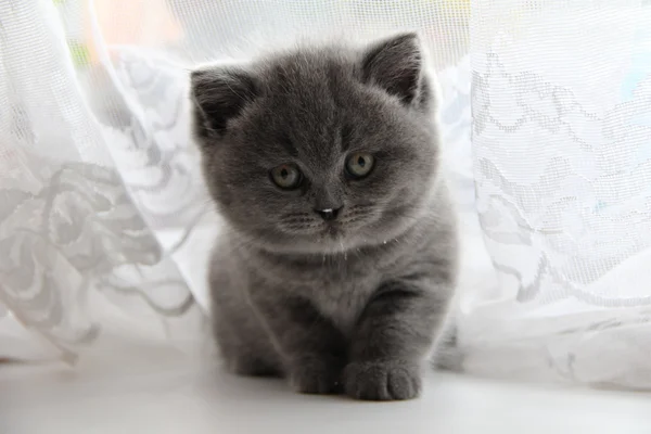 Cute british cat — Stock Photo, Image