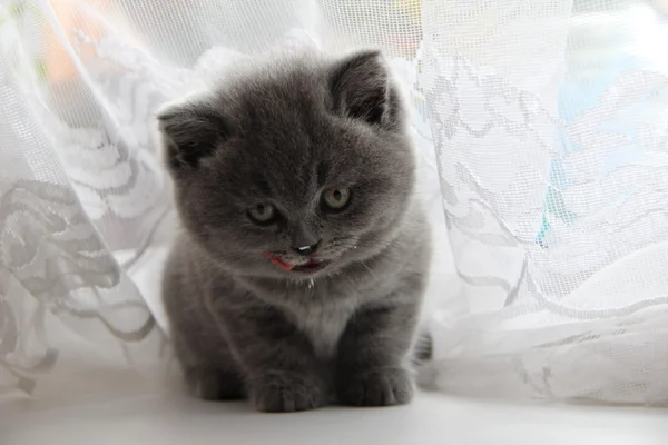 Mignon britannique chat — Photo