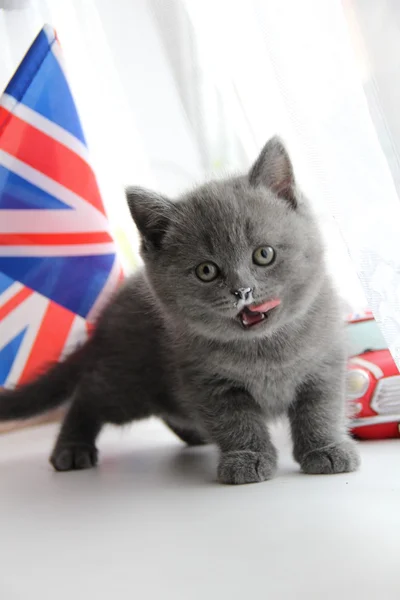 Pretty little kittens. Fluffy friend. Downy british kitten. Scottish fold. Gorgeous British Cat. — Stock Photo, Image