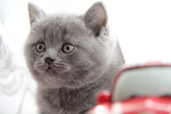 Cute british cat — Stock Photo, Image