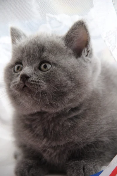 Pretty little kittens. Fluffy friend. Downy british kitten. Scottish fold. Gorgeous British Cat. — Stock Fotó