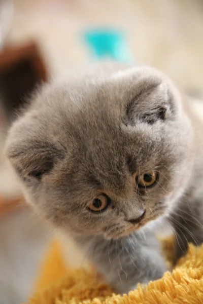 Lindos gatitos. Un amigo esponjoso. Un gatito británico. Pliegue escocés. Hermoso gato británico . — Foto de Stock