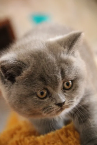 Hübsche kleine Kätzchen. flauschiger Freund. Flauschiges britisches Kätzchen. schottische Falte. prächtige britische Katze. — Stockfoto