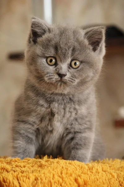 Pretty little kittens. Fluffy friend. Downy british kitten. Scottish fold. Gorgeous British Cat. — Φωτογραφία Αρχείου
