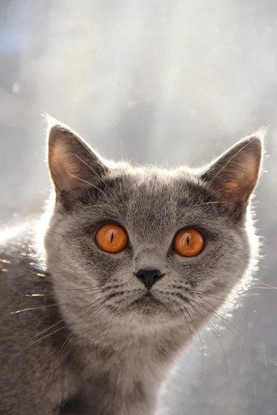 Gatinhos lindos. Amigo fofo. Gatinho britânico descaído. Dobra escocesa. Gato britânico lindo . — Fotografia de Stock