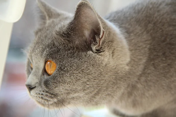 Pretty little kittens. Fluffy friend. Downy british kitten. Scottish fold. Gorgeous British Cat. — ストック写真