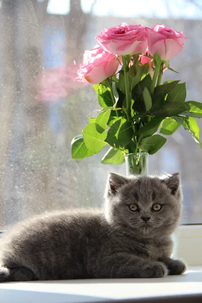 Lindos gatitos. Un amigo esponjoso. Un gatito británico. Pliegue escocés. Hermoso gato británico . — Foto de Stock