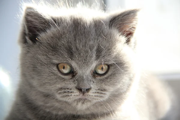 Pretty little kittens. Fluffy friend. Downy british kitten. Scottish fold. Gorgeous British Cat. — Stock Fotó