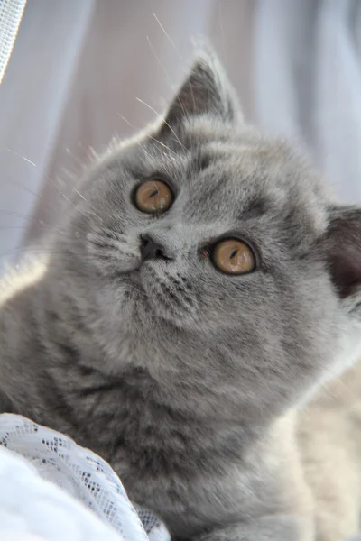 Pretty little kittens. Fluffy friend. Downy british kitten. Scottish fold. Gorgeous British Cat. — Stok fotoğraf