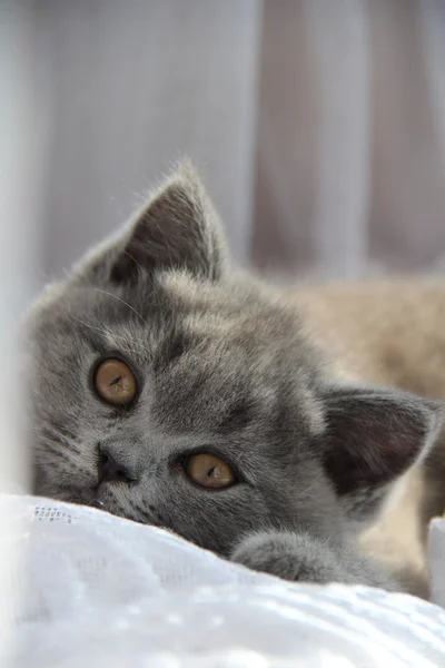 Hübsche kleine Kätzchen. flauschiger Freund. Flauschiges britisches Kätzchen. schottische Falte. prächtige britische Katze. — Stockfoto