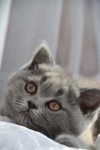 Милий британський кіт — стокове фото