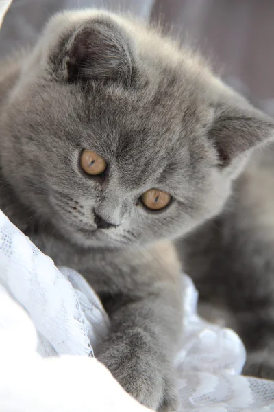 Pretty little kittens. Fluffy friend. Downy british kitten. Scottish fold. Gorgeous British Cat. — Stock Photo, Image