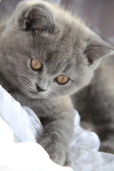 Gato britânico bonito — Fotografia de Stock