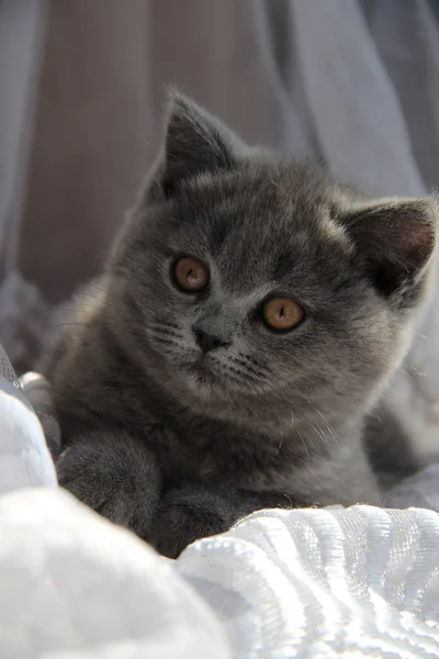 Lindos gatitos. Un amigo esponjoso. Un gatito británico. Pliegue escocés. Hermoso gato británico . — Foto de Stock