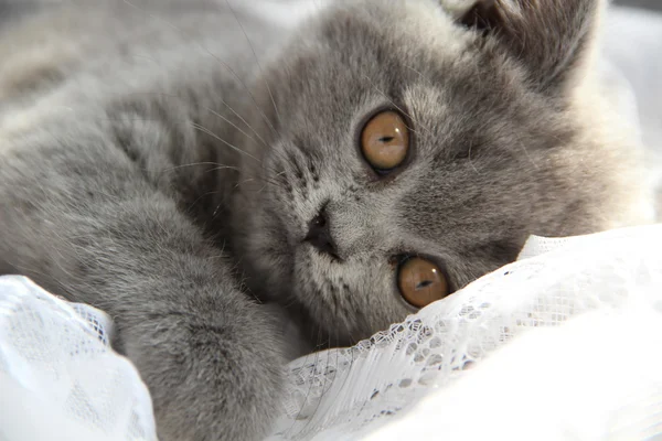 Pretty little kittens. Fluffy friend. Downy british kitten. Scottish fold. Gorgeous British Cat. — стокове фото