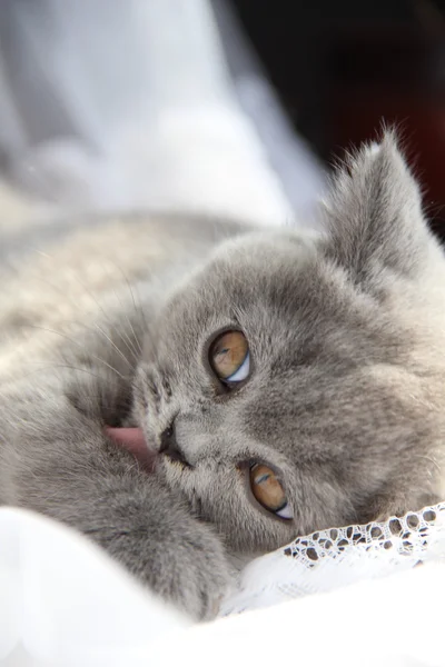 Gatinhos lindos. Amigo fofo. Gatinho britânico descaído. Dobra escocesa. Gato britânico lindo . — Fotografia de Stock