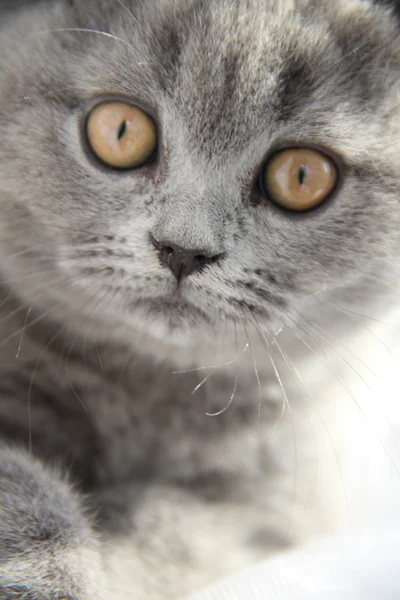 Pretty little kittens. Fluffy friend. Downy british kitten. Scottish fold. Gorgeous British Cat. — Stock Photo, Image