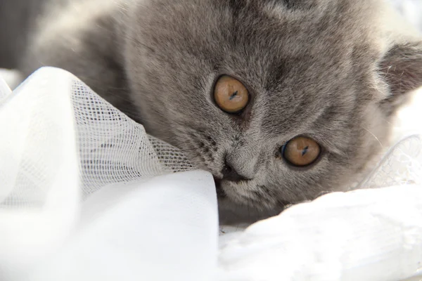 Gato britânico bonito — Fotografia de Stock