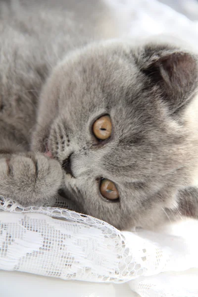 Gatinhos lindos. Amigo fofo. Gatinho britânico descaído. Dobra escocesa. Gato britânico lindo . — Fotografia de Stock