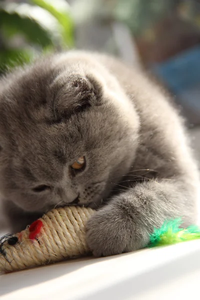 Gatinhos lindos. Amigo fofo. Gatinho britânico descaído. Dobra escocesa. Gato britânico lindo . — Fotografia de Stock