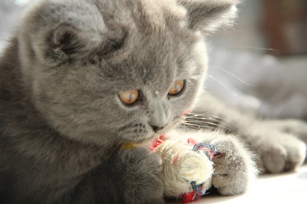 Gatinhos lindos. Amigo fofo. Gatinho britânico descaído. Dobra escocesa. Gato britânico lindo . — Fotografia de Stock