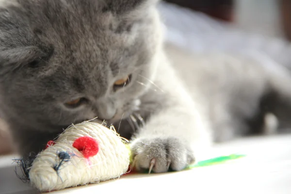 Lindos gatitos. Un amigo esponjoso. Un gatito británico. Pliegue escocés. Hermoso gato británico . — Foto de Stock