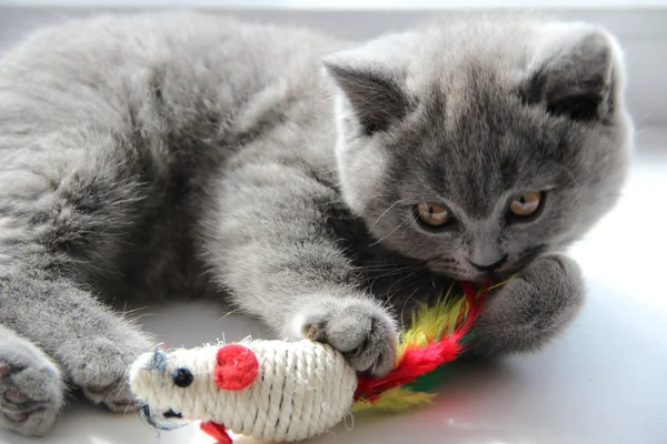 Lindos gatitos. Un amigo esponjoso. Un gatito británico. Pliegue escocés. Hermoso gato británico . — Foto de Stock