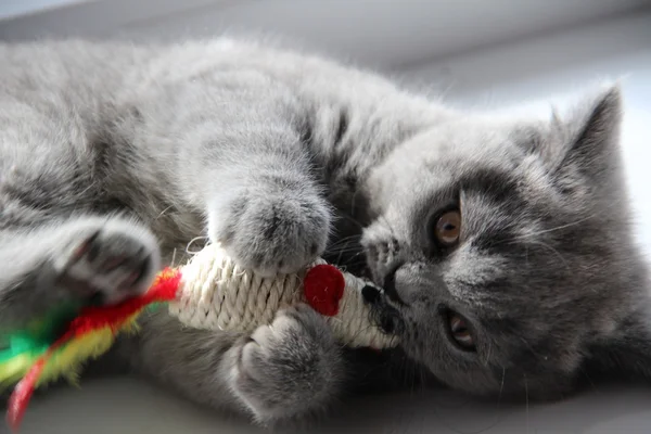 Pretty little kittens. Fluffy friend. Downy british kitten. Scottish fold. Gorgeous British Cat. — Stock Photo, Image