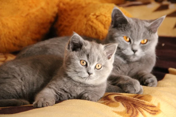 Hübsche kleine Kätzchen. flauschiger Freund. Flauschiges britisches Kätzchen. schottische Falte. prächtige britische Katze. — Stockfoto