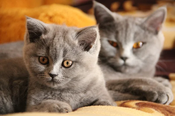 Lindos gatitos. Un amigo esponjoso. Un gatito británico. Pliegue escocés. Hermoso gato británico . —  Fotos de Stock