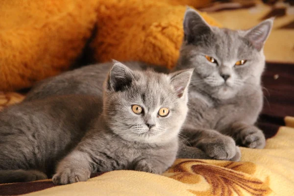 Pretty little kittens. Fluffy friend. Downy british kitten. Scottish fold. Gorgeous British Cat. Royaltyfria Stockfoton