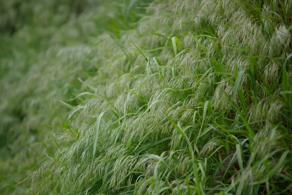 Green wild grass — Stock Photo, Image