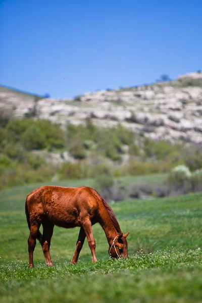 Caballo en el césped — Foto de Stock