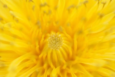 bahar sarısı çiçek