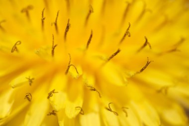 bahar sarısı çiçek