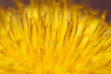 bahar sarısı çiçek