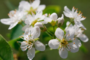 Beyaz bahar çiçekleri
