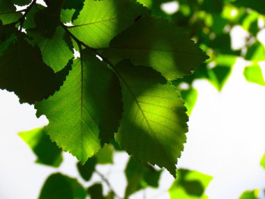 Güneşte yeşil yapraklar