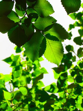 Güneşte yeşil yapraklar