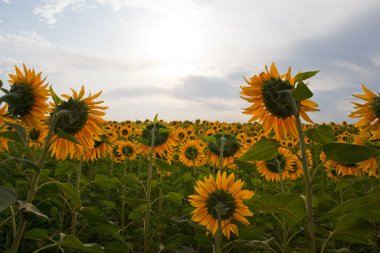 ayçiçekleri alanı