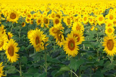 ayçiçekleri alanı