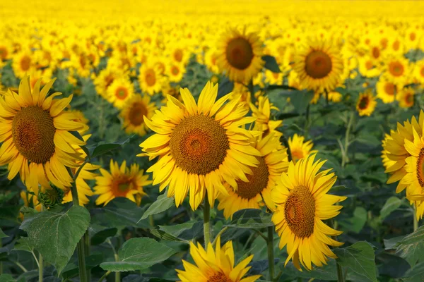 Sunflowers field Stock Photos, Royalty Free Sunflowers field Images ...