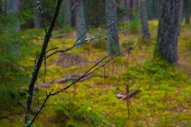 Ağaçların ve mantarların arasında sonbahar yürüyüşü