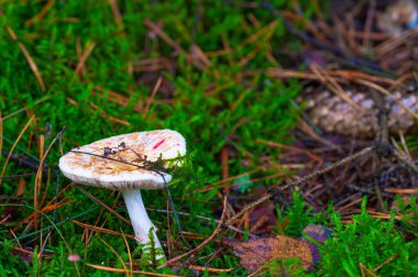 Ağaçların ve mantarların arasında sonbahar yürüyüşü