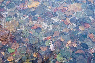 Ormanda sonbahar yürüyüşü ve park