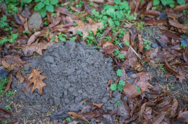 Göl kenarında sonbahar kış yürüyüşü