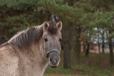 Doğadaki çeşitli kırsal hayvanlar