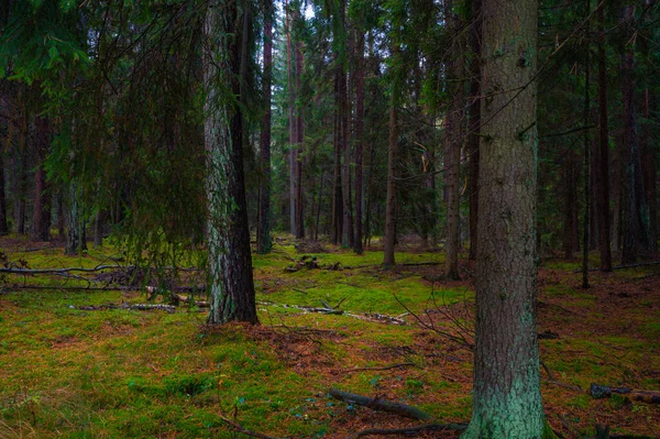 Herfstwandeling Het Bos Tussen Bomen Paddenstoelen — Stockfoto